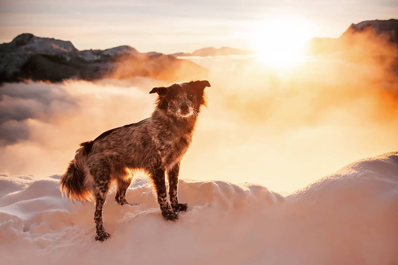 Fotografka adoptowała 2 psy i robi im genialne zdjęcia podczas podróży
