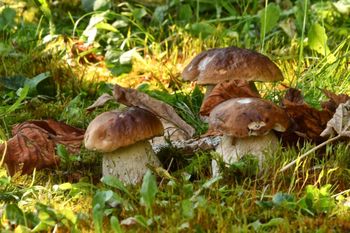 Sezon na grzyby. Gdzie w Świętokrzyskiem szukać kurek i borowików?