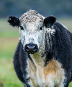 Groźna choroba roznosi się po Europie. Tysiące ognisk wśród zwierząt
