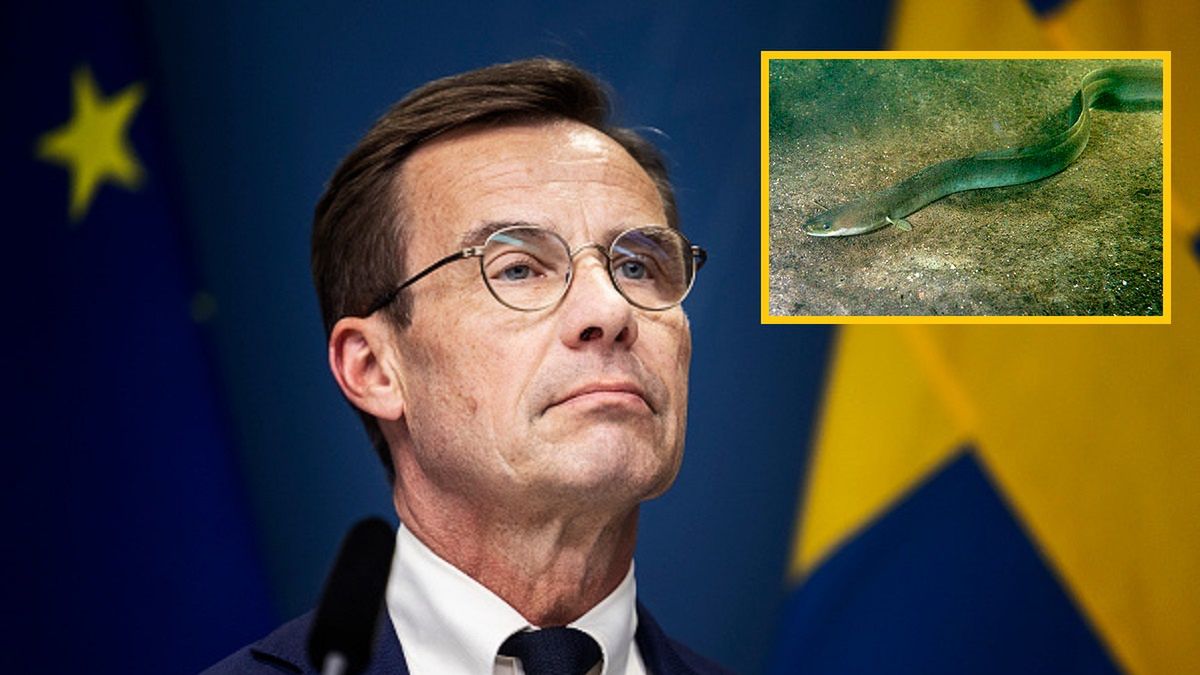 Premier Szwecji w skandalu związanym z połowami węgorza