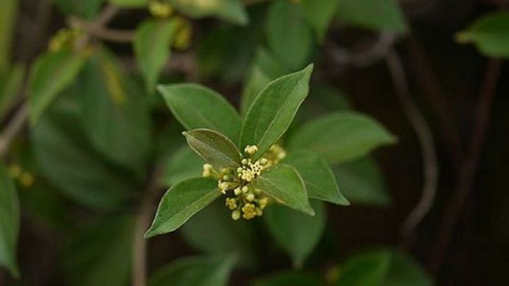 Gurmar hamuje chęć na słodycze