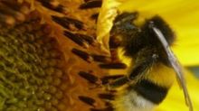 Komórki winne spadkom populacji pszczół 1