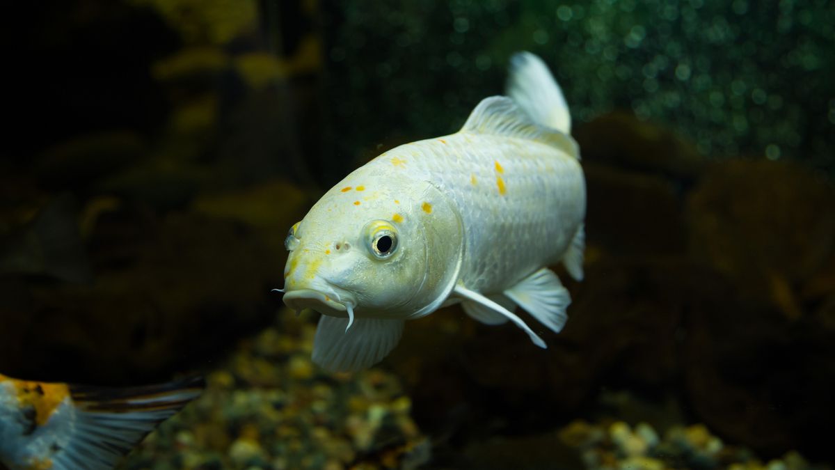 Głowa, oczy policzki i ości z ryb o białym mięsie