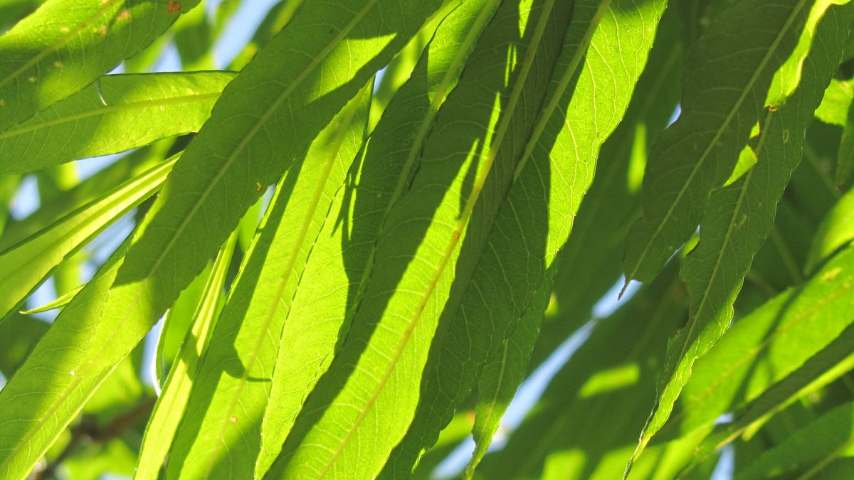 Liście wierzby w oleju