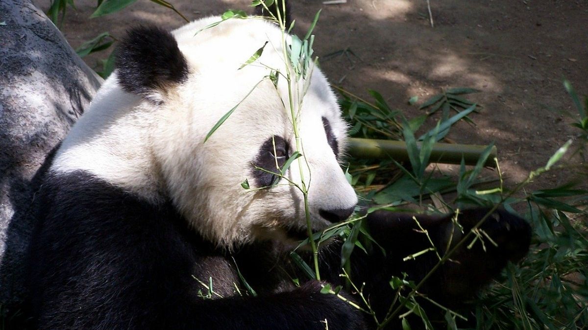 Wymieranie gatunków przyspiesza