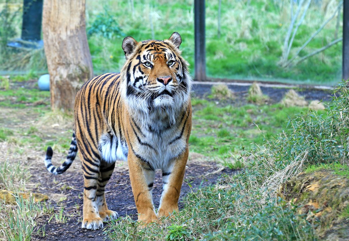 "Morderstwo" w londyńskim zoo. Walka między dwoma tygrysami zakończyła się tragicznie