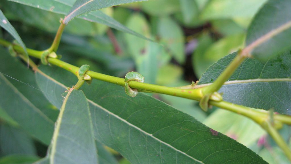 Młode liście wierzby