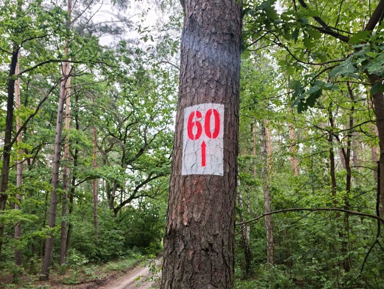 Nietypowe oznaczenia na drzewach. Leśnicy tłumaczą, co oznaczają