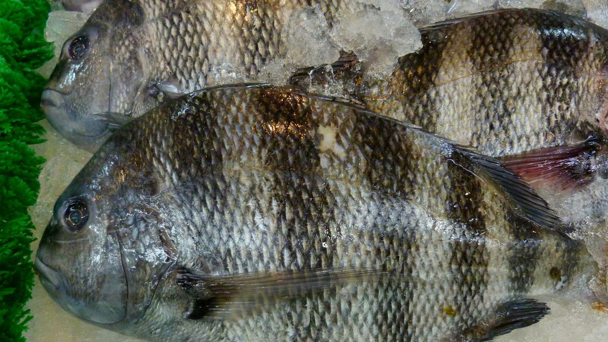 Surowy sargus owczak