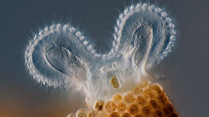 Mikrocuda na zwycięskich zdjęciach w konkursie Olympus BioScapes 1
