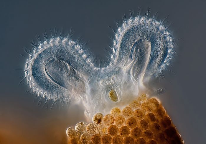 Mikrocuda na zwycięskich zdjęciach w konkursie Olympus BioScapes