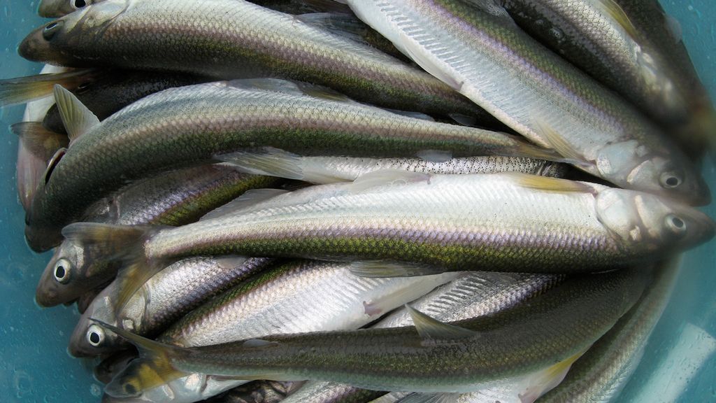 Surowa stynka azjatycka