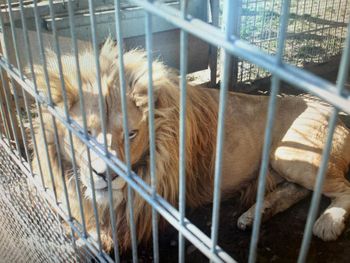 Czchów: Przetrzymywał nielegalnie lwy oraz tygrysa. Mężczyzna usłyszał zarzuty