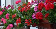 Wlej do pelargonii. Balkon będzie uginał się od kwiatów