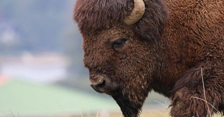 Bizon uciekł z prywatnego zoo i… wszedł na posesję kilkanaście kilometrów dalej