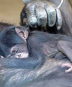 W krakowskim zoo przyszedł na świat szympansik