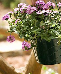 Rośliny potrafią rozpoznać swoich krewnych