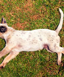 Plaga psów w Zakopanem