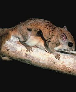 Krokodyl przemycany w torbie