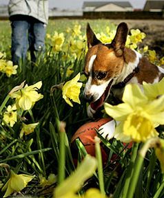 Rekordowo ciepły styczeń w Europie