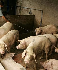 Ściśle tajny skup żywca