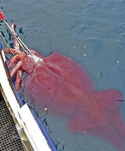 Największe oko w świecie zwierząt