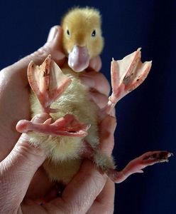 Jak wygląda prawdziwa "kaczka dziwaczka"?