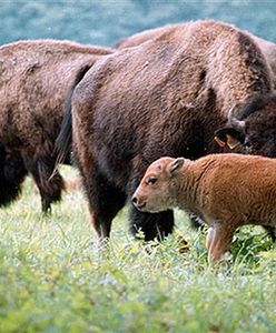 Ginie Puszcza Białowieska