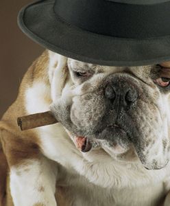 Znamy wyniki wyborów... najpopularniejszych ras psów