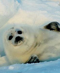 Ty też możesz zatrzymać rzeź kanadyjskich fok
