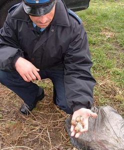 Policjanci uwolnili 45 kilogramów winniczków
