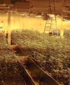 Gigantyczne plantacje marihuany w centrum Łodzi