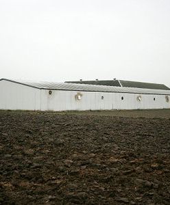 Prokuratura wszczęła śledztwo ws. ptasiej grypy