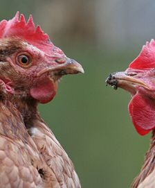 Kolejne ognisko ptasiej grypy? Padło 170 kurcząt