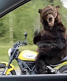 #dziejesiewmoto [150]: niedźwiedź na motocyklu, wypadek na Nurburgringu i szybka motorówka