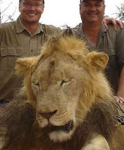 Zabił uwielbianego przez turystów lwa Cecila - internauci wypowiedzieli mu wojnę