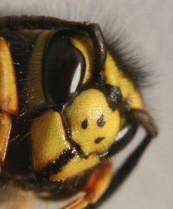 Sfrustrowane osy atakują