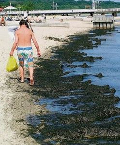 Sopot chce produkować gaz z morskich glonów