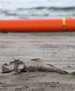 Ministerstwo Sprawiedliwości nie zawrze ugody z BP