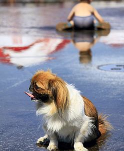 One są zagrożone upałem tak samo jak ludzie