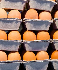 Ponad 100 tys. zatrutych jaj trafiło z Niemiec do Holandii?