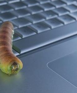 Spam - winny także emisji dwutlenku węgla