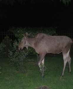 Ciągnie łosia do miasta