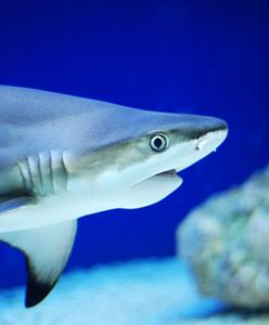 Niewidomi złowili rekina-giganta