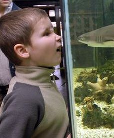 Już niedługo do stolicy zawitają rekiny