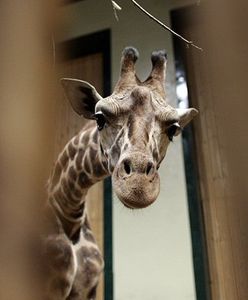 Rząd odbierze Polakom lwy; dobrze, że żyrafy zostawi...