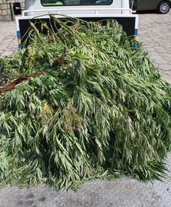 Policjanci przechwycili 6 ton marihuany