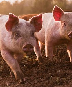 Prosiaczek będzie reklamować Wieprz