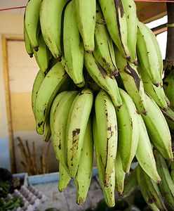 Unia Europejska kończy 16-letnią wojnę o banany