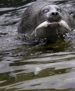 "Foki wyżerają nam łososie!"